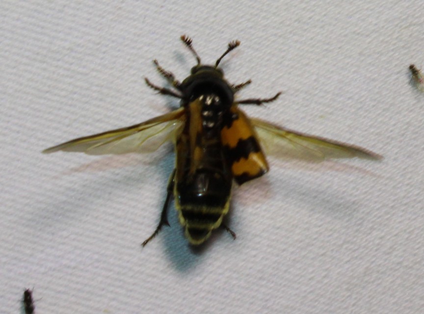 Nicrophorus vespillo - közönséges temetőbogár