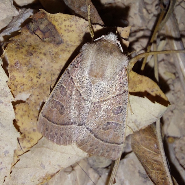 Mesogona acetosellae - madársóskabagoly