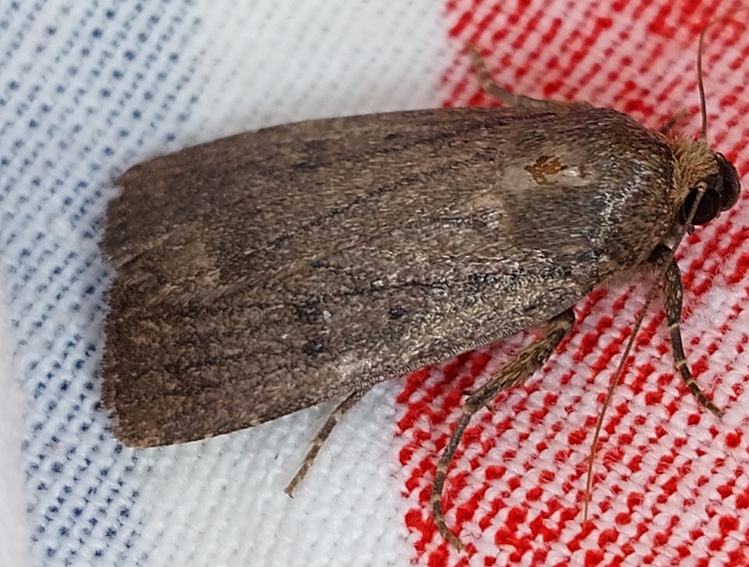 Amphipyra tragopoginis - bakszakállbagoly