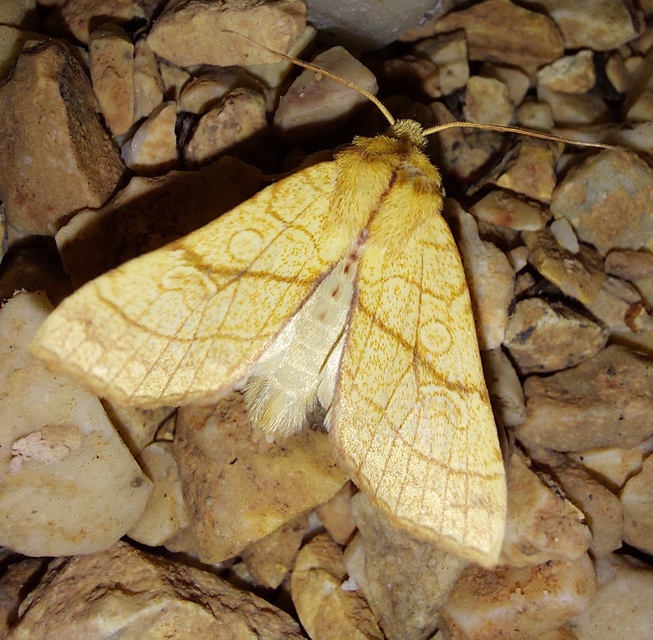 Tiliacea citrago - citromszínű sárgabagoly