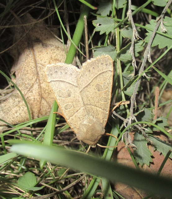 Mesogona acetosellae - madársóskabagoly
