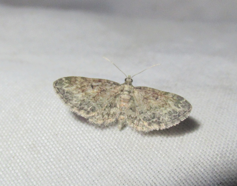 Eupithecia inturbata - juhar-törpearaszoló
