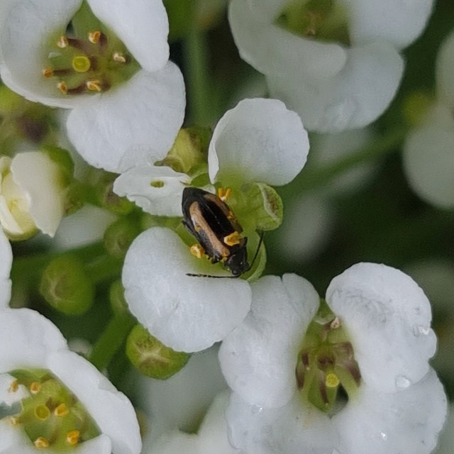 Phyllotreta