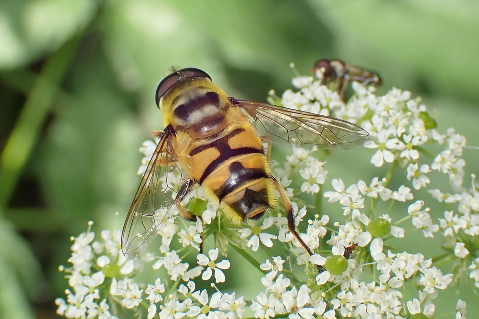 Myathropa florea - halálfejes odúlégy