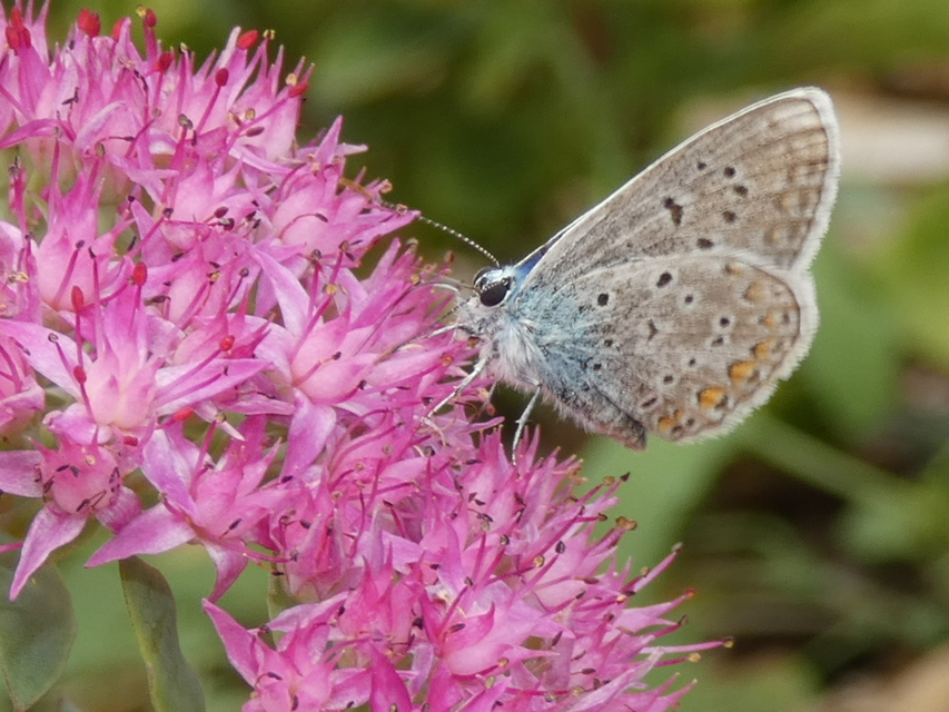 Polyommatus icarus - közönséges boglárka