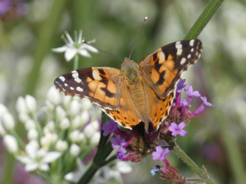 Vanessa cardui - bogáncslepke