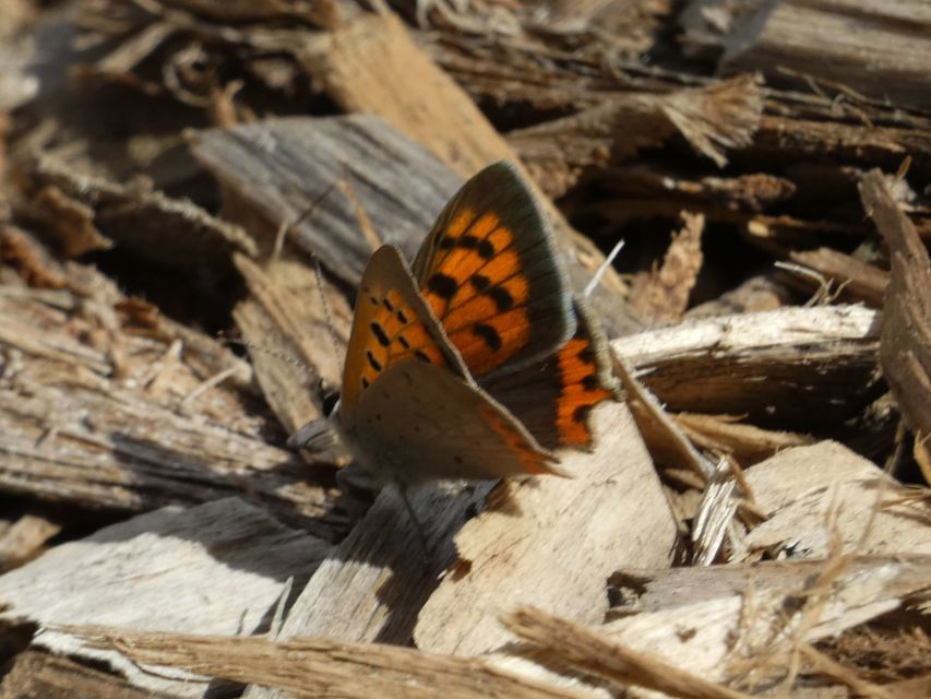 Lycaena phlaeas - közönséges tűzlepke