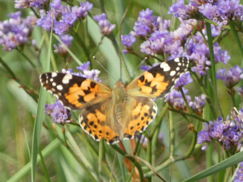 Vanessa cardui - bogáncslepke