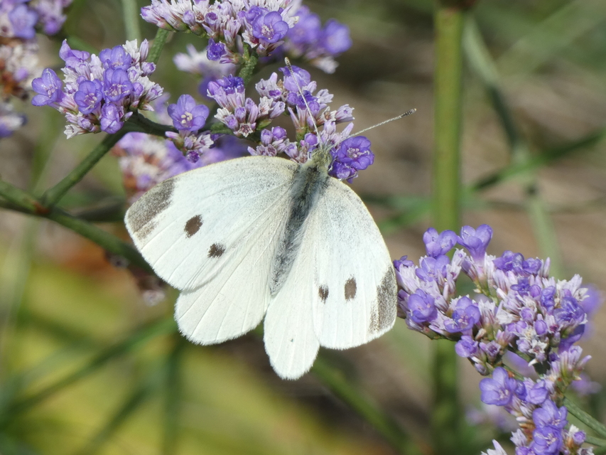 Pieris rapae - répalepke