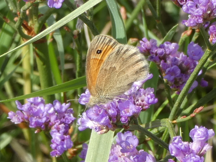 Coenonympha pamphilus - kis szénalepke