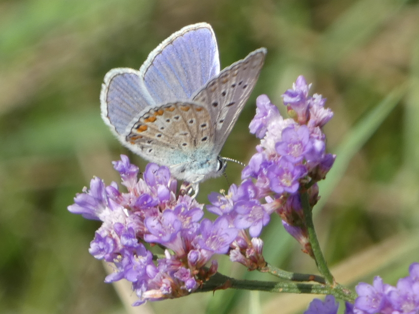 Polyommatus icarus - közönséges boglárka