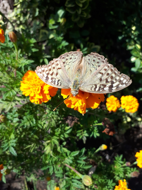 Argynnis pandora - zöldes gyöngyházlepke
