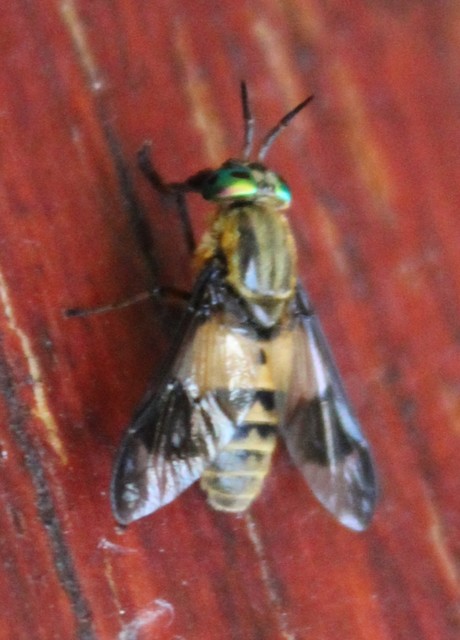 Chrysops viduatus - egyfoltos pőcsik