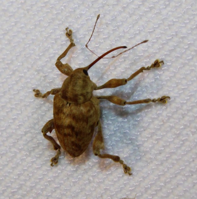 Curculio pellitus - makklikasztó zsuzsóka