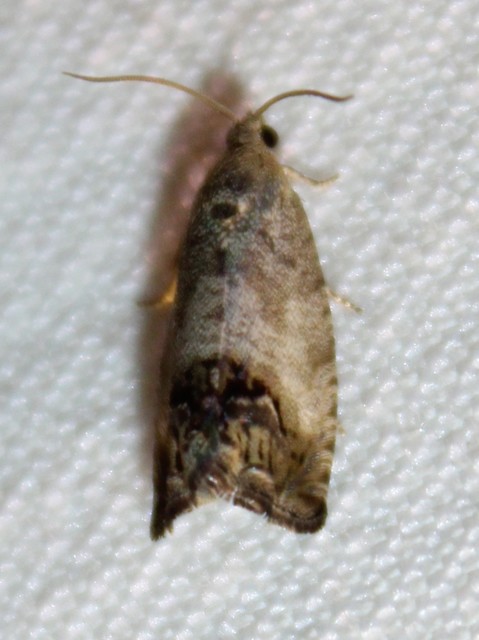 Cydia splendana - tölgymakkmoly