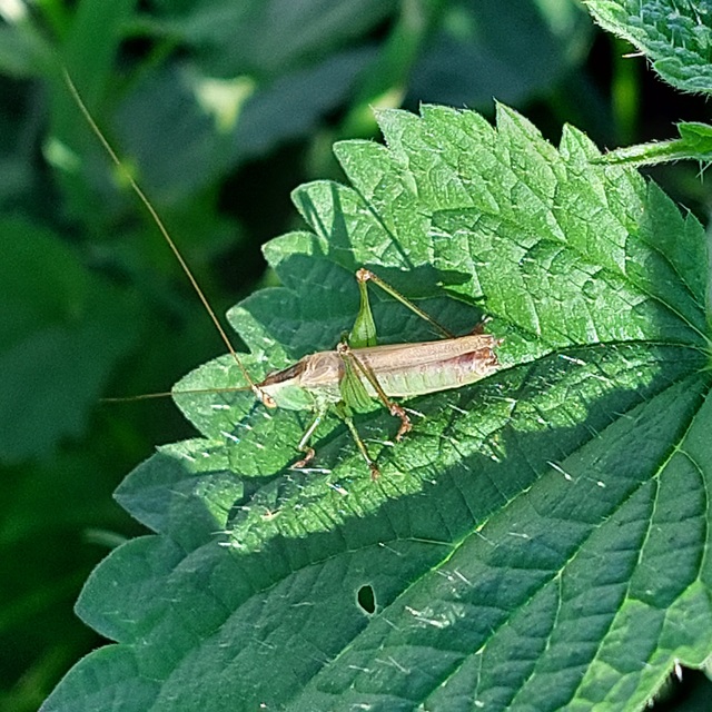 Conocephalus fuscus - kis kúpfejűszöcske