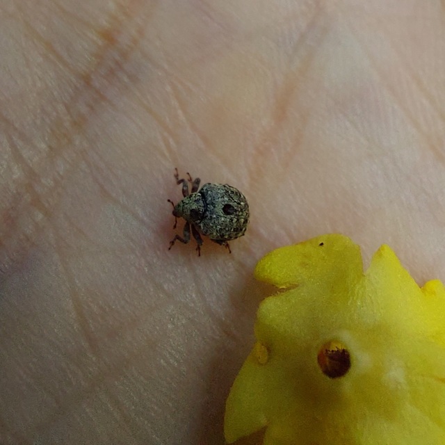 Cionus thapsus - kis ökörfarkkóró-gömbormányos