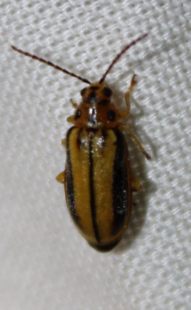 Xanthogalerucella luteola - szilfa-olajosbogár