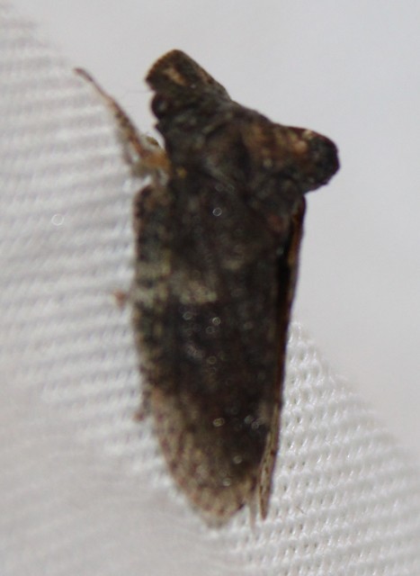 Ledra aurita - füleskabóca