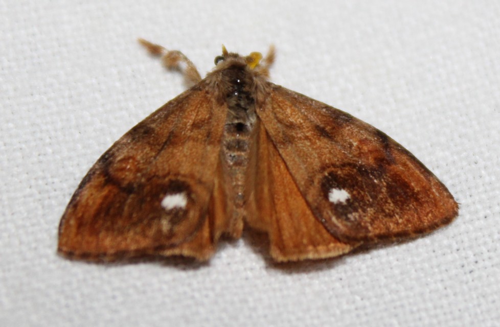 Orgyia antiqua - rozsdabarna kisszövő