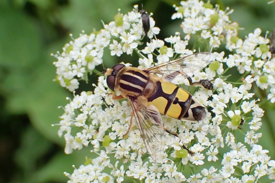 Helophilus trivittatus - nagy mocsárilégy