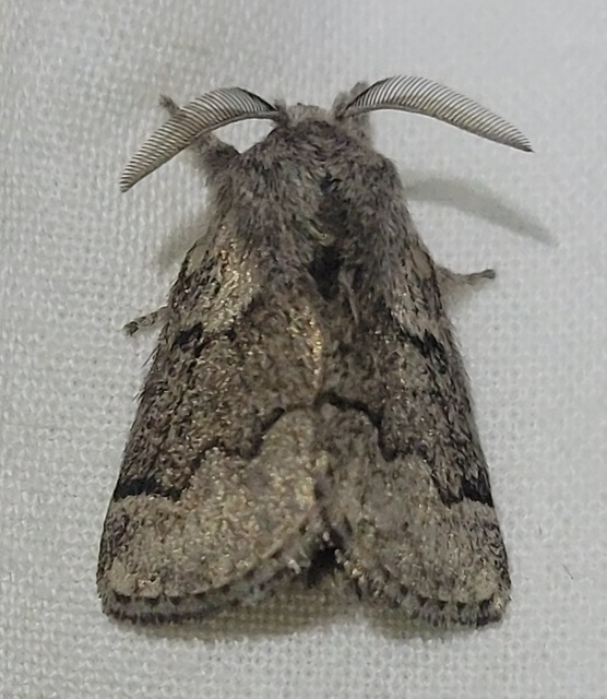 Trichiura crataegi - galagonyaszövő