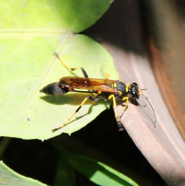 Sceliphron caementarium - feketenyelű lopódarázs