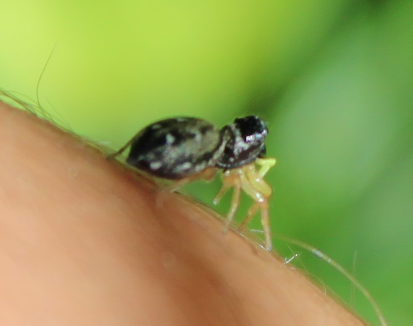 Heliophanus