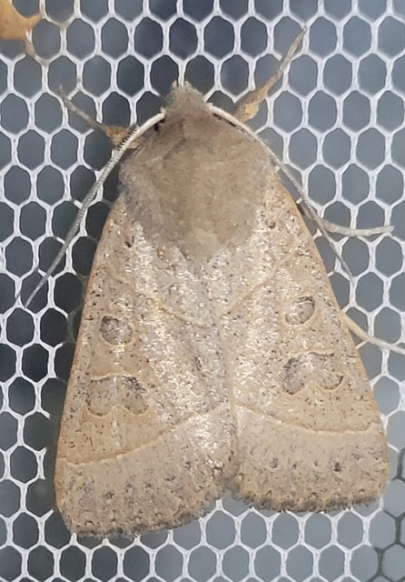 Mesogona acetosellae - madársóskabagoly