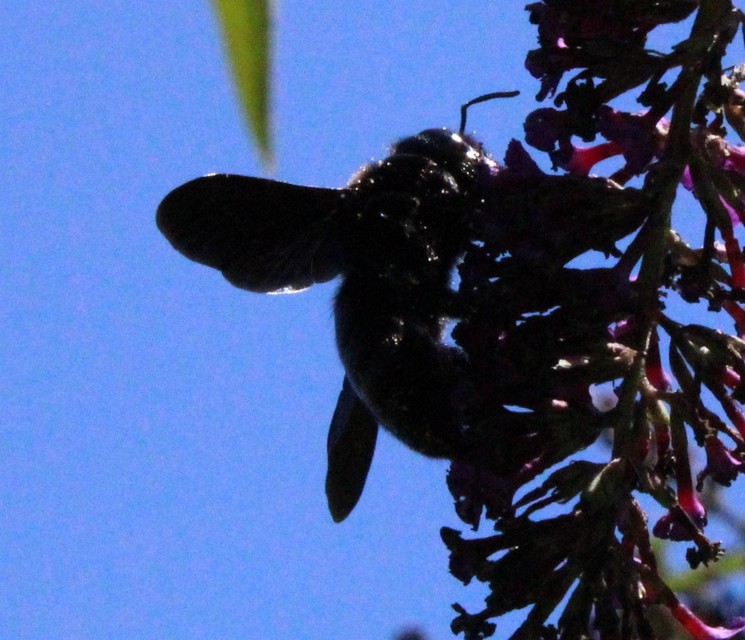Xylocopa