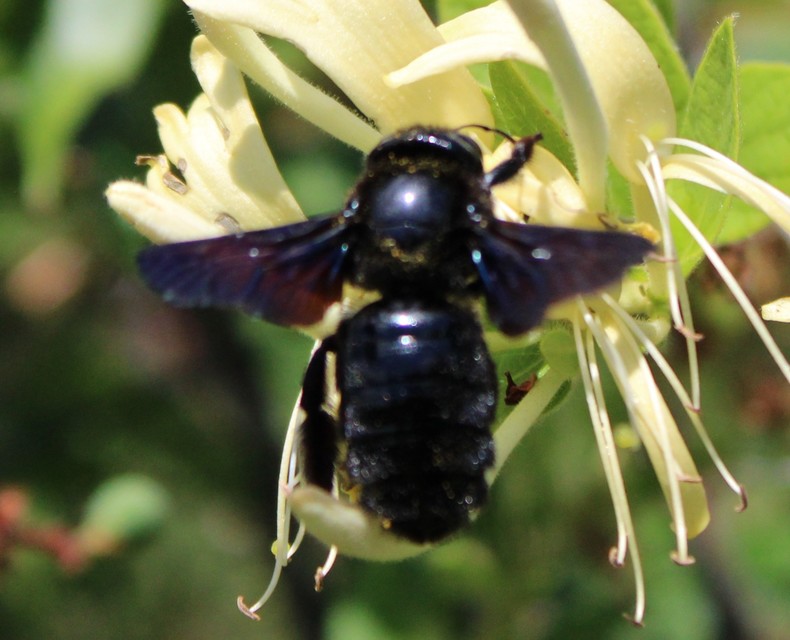 Xylocopa