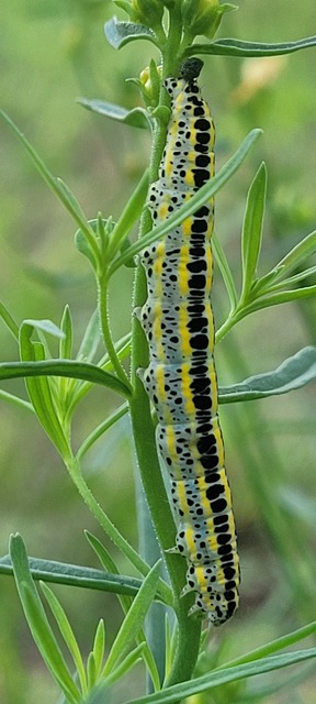 Calophasia lunula - gyújtoványfű-apróbagoly