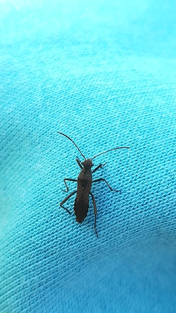 Alydus calcaratus - szőrös tövispoloska