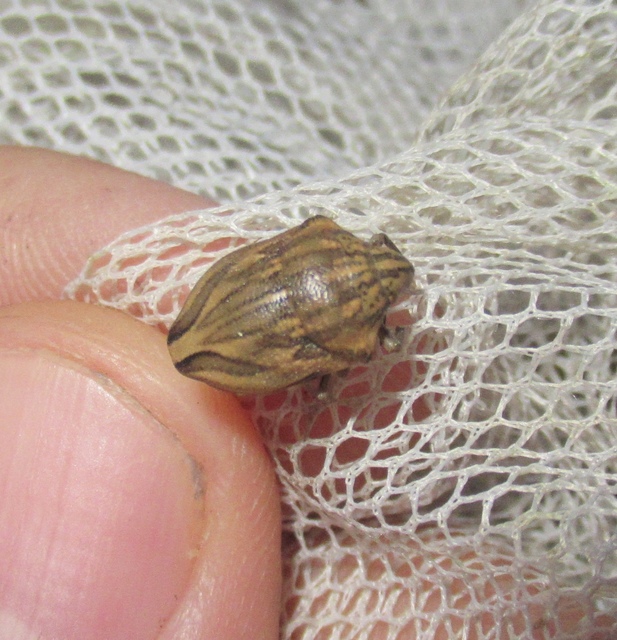 Odontotarsus purpureolineatus - tarka pajzsospoloska
