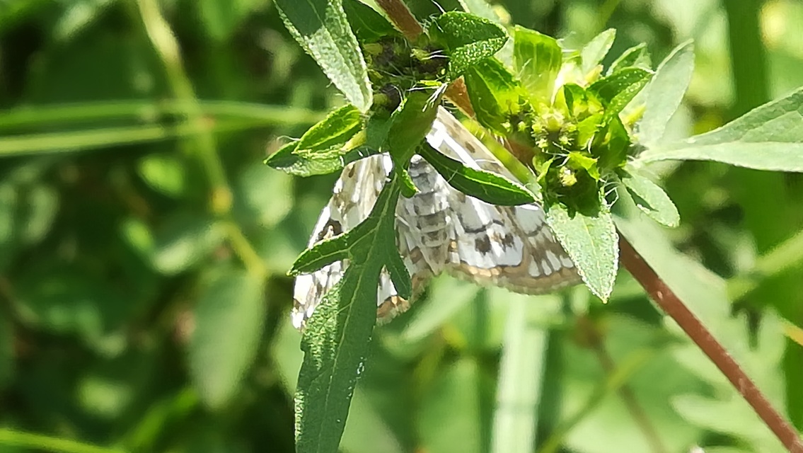 Elophila nymphaeata - tarka vízimoly