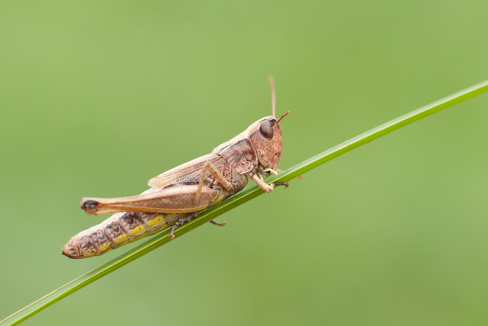 Pseudochorthippus parallelus - közönséges rétisáska