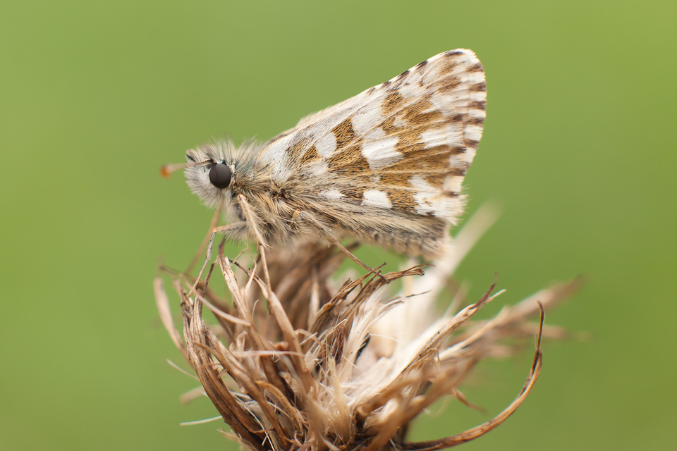 Pyrgus serratulae - homályos busalepke