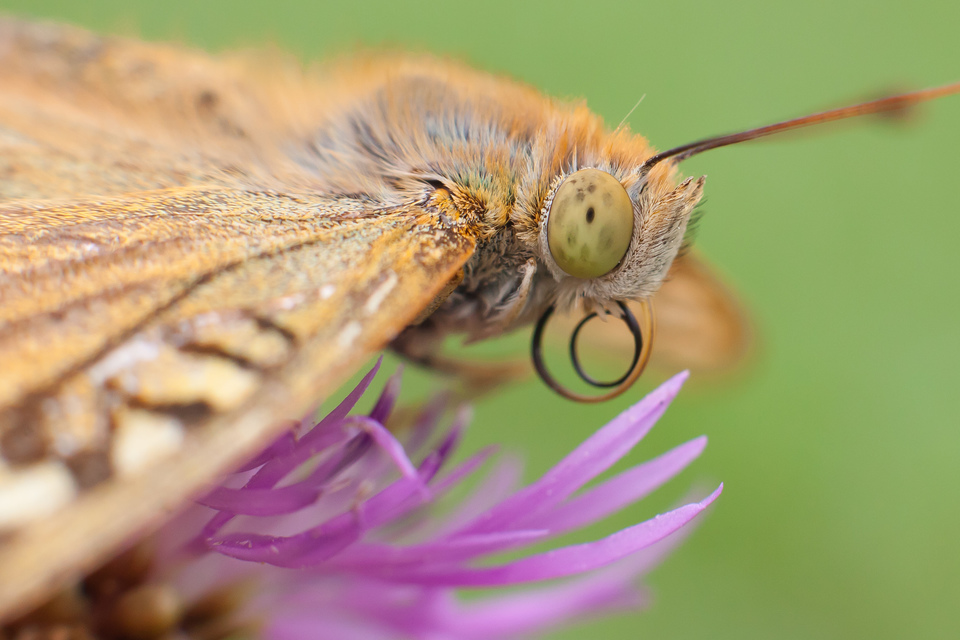 Argynnis pandora - zöldes gyöngyházlepke