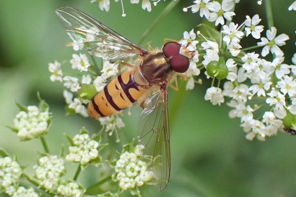 Episyrphus balteatus - ékfoltos zengőlégy