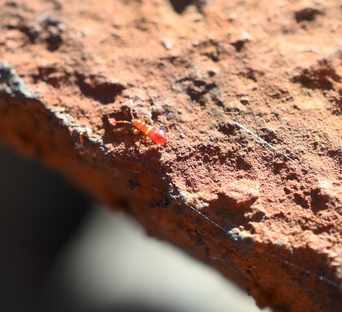 Oxycarenus lavaterae - hársbodobács