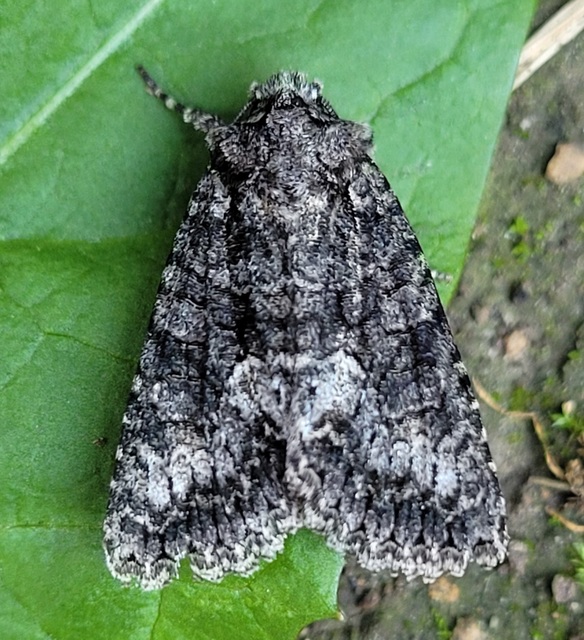 Dryobotodes monochroma - szürke tölgybagoly