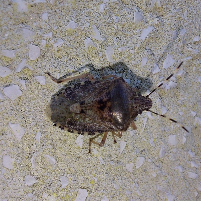 Rhaphigaster nebulosa - bencepoloska