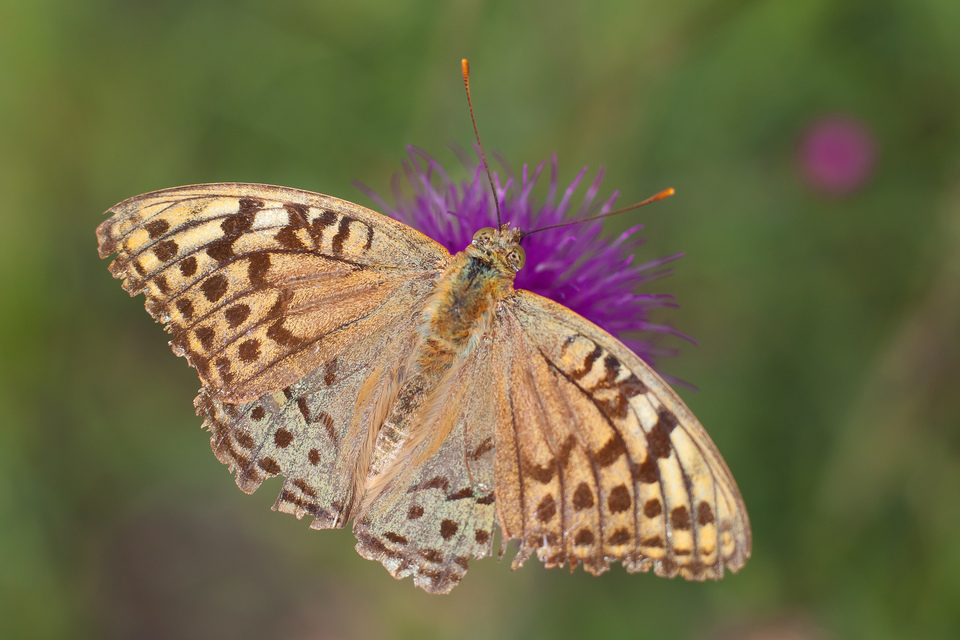 Argynnis pandora - zöldes gyöngyházlepke