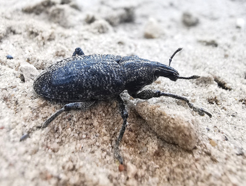 Cleonis pigra - közönséges bogáncsbarkó