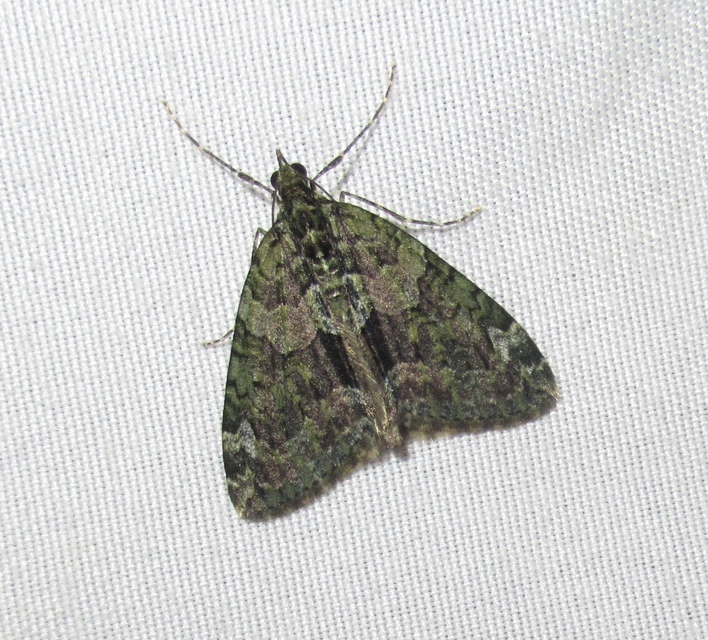 Chloroclysta siterata - salátazöld araszoló