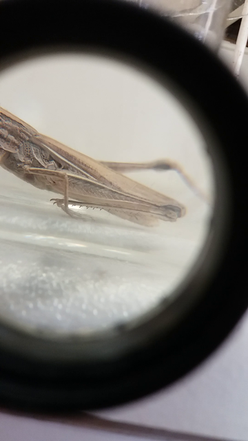 Euchorthippus pulvinatus - karcsú rétisáska