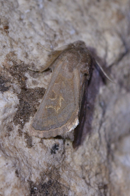 Episema glaucina - fogasjegyű liliombagoly