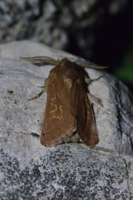 Episema glaucina - fogasjegyű liliombagoly