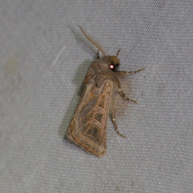 Episema glaucina - fogasjegyű liliombagoly