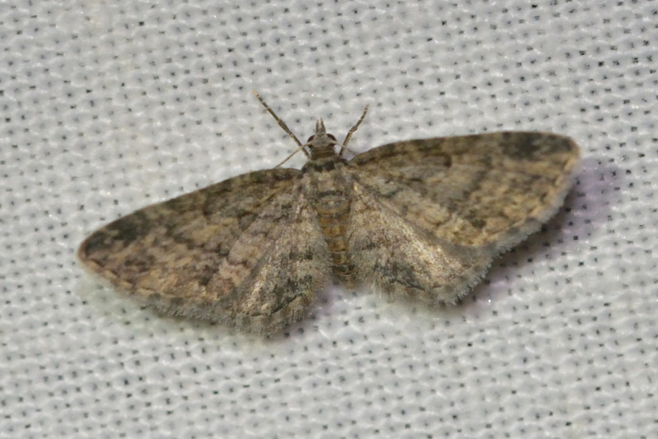 Eupithecia inturbata - juhar-törpearaszoló
